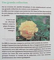 03 - La roseraie du Jardin Botanique (1).jpg
